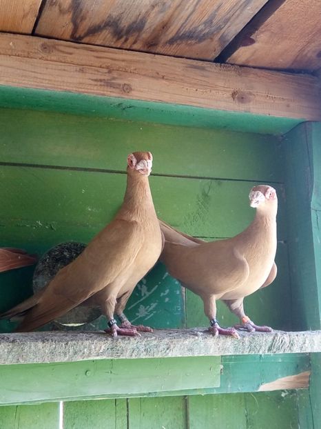 Paco & Goldy - 2 -  PORUMBEI Carunculat de Oradea