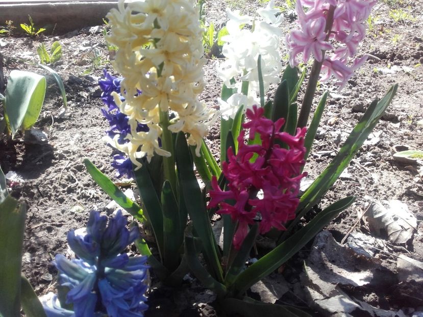  - ALTE FLORI
