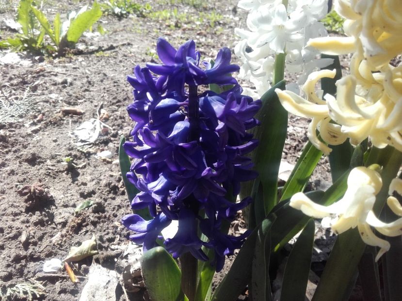  - ALTE FLORI