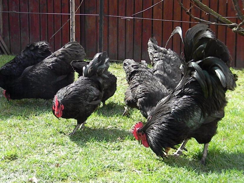 Australorp Negru - Australorp Negru