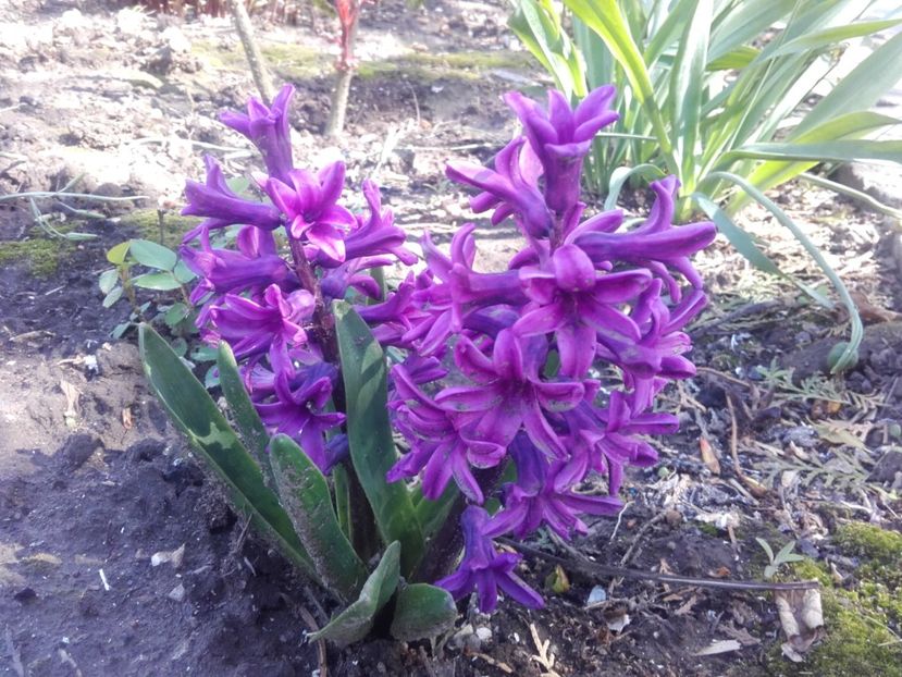  - ALTE FLORI