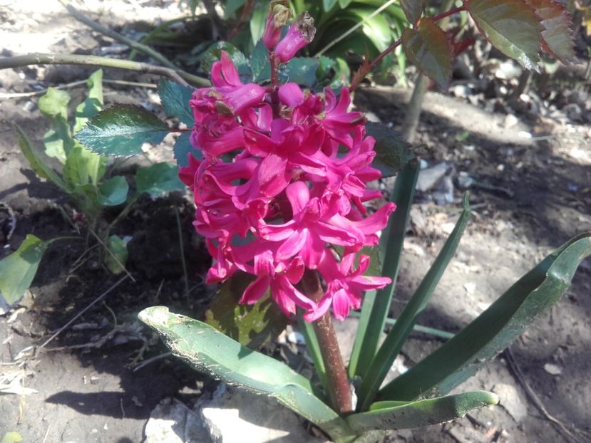  - ALTE FLORI