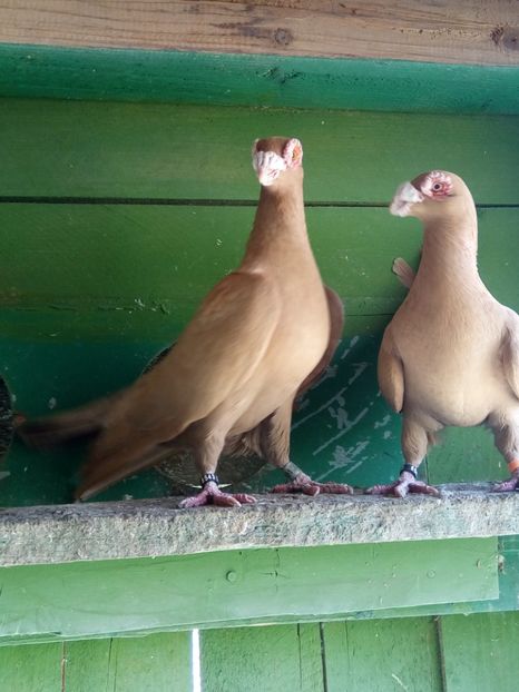 Paco & Goldy - 2 -  PORUMBEI Carunculat de Oradea