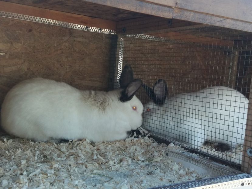  - Arhivă-Californieni