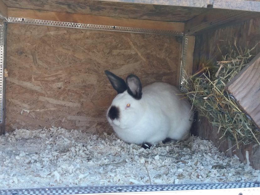  - Arhivă-Californieni