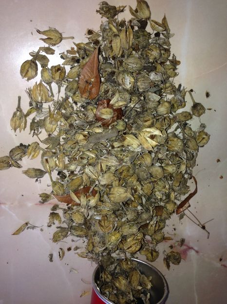 Seminte de Hibiscus - Seminte de Hibiscusii 2017-aprilie