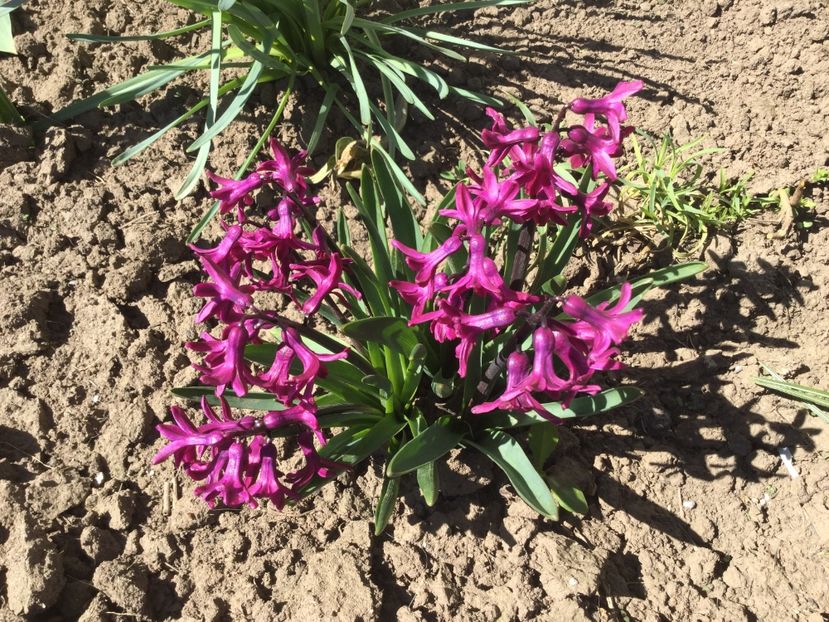  - Flori din gradina 2017