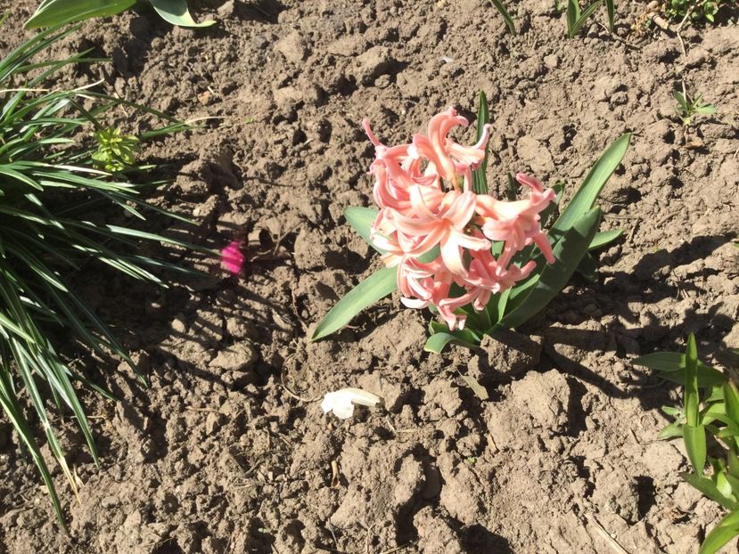  - Flori din gradina 2017