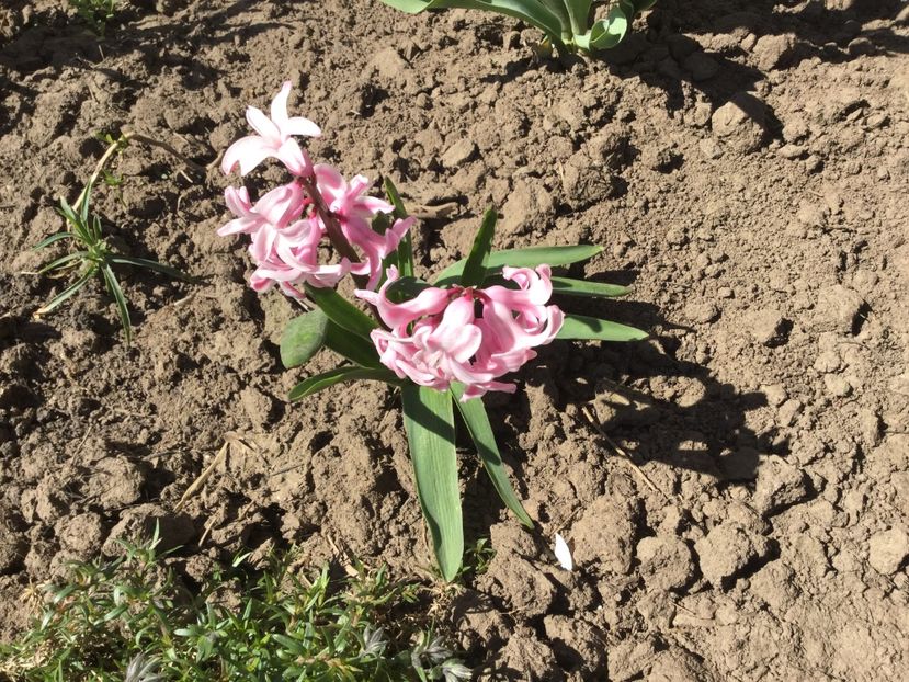  - Flori din gradina 2017