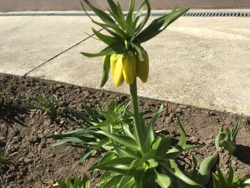  - Flori din gradina 2017