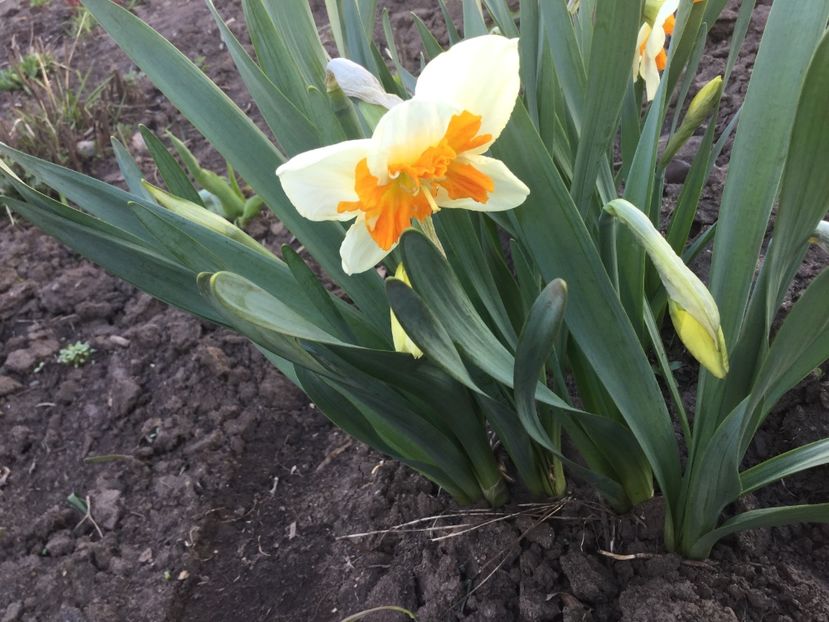  - Flori din gradina 2017