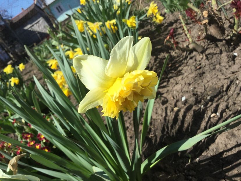  - Flori din gradina 2017