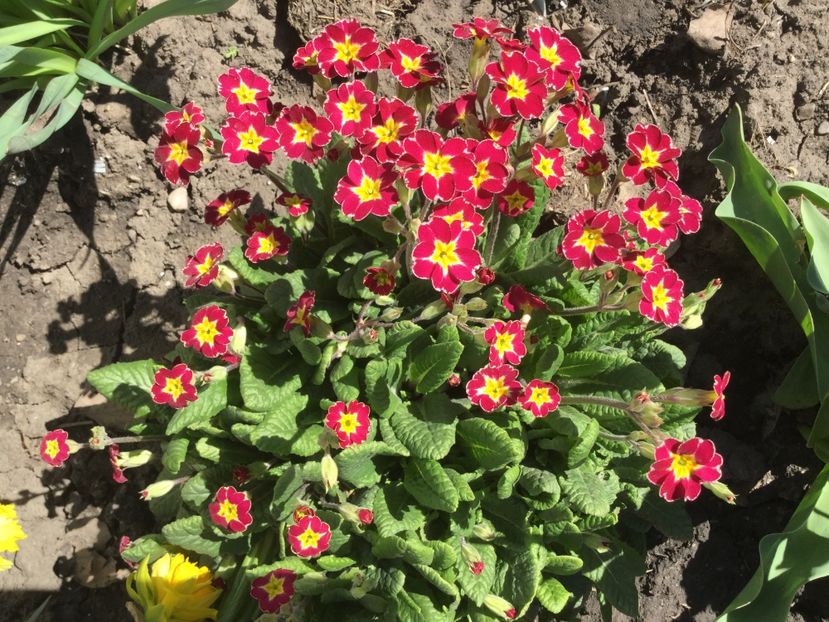  - Flori din gradina 2017