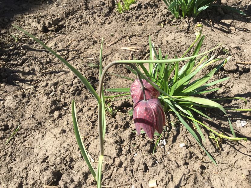  - Flori din gradina 2017