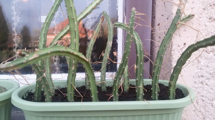  - COLECTIE CACTUSI