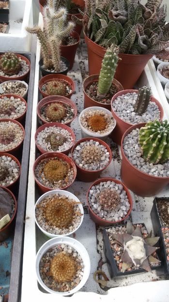  - COLECTIE CACTUSI