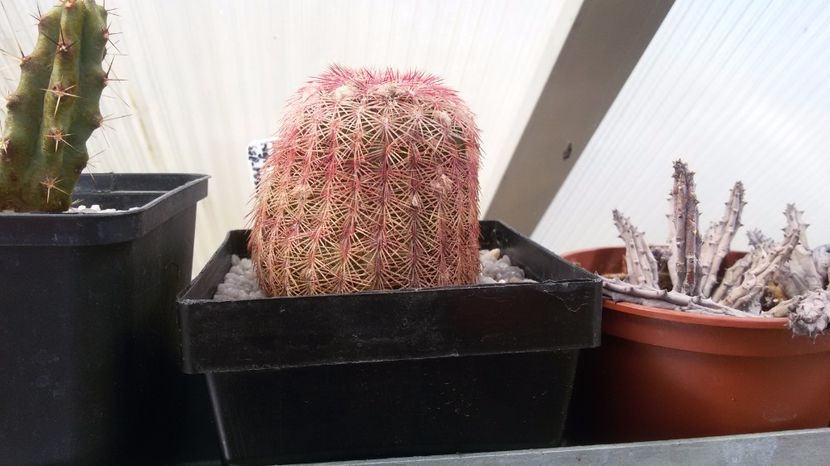  - COLECTIE CACTUSI