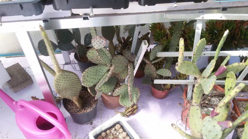  - COLECTIE CACTUSI