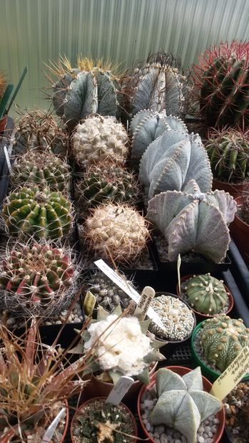  - COLECTIE CACTUSI