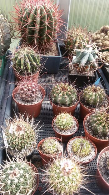  - COLECTIE CACTUSI