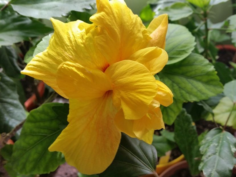 10-04-2017 - Hibiscusi 2017