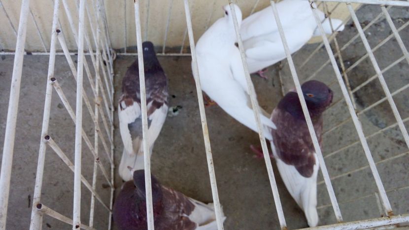  - 00 DE VANZARE 2019