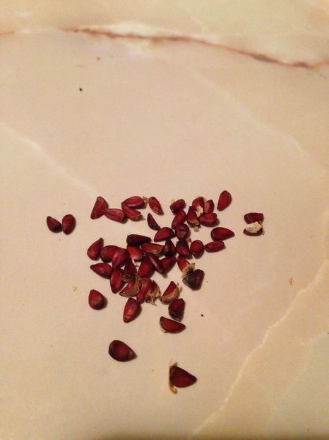 seminte de Gutui japonez - Gutui japonez seminte