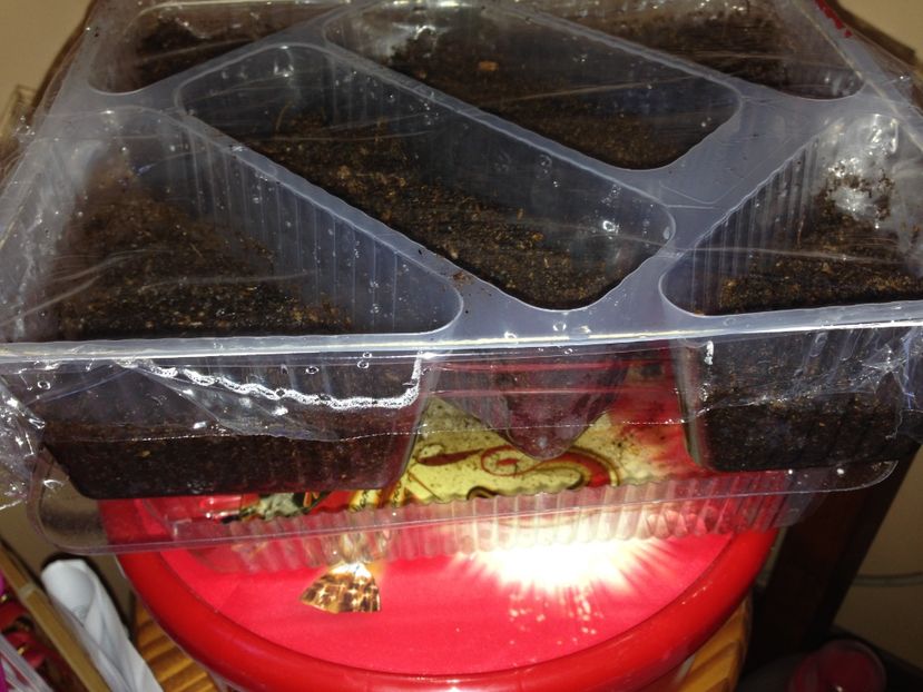  - Gutui japonez seminte