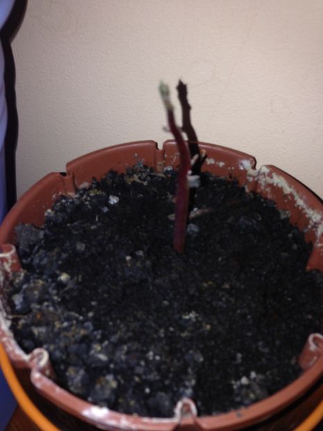 creste si iar creste AVOCADO - FLORILE MELE 2017