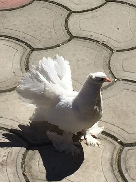 Pui 2017 - Voltati indieni