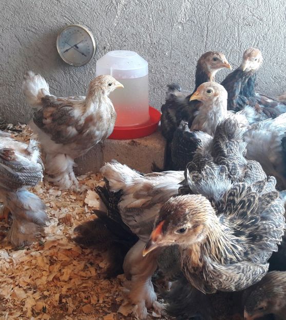 pui din prima serie - a__Pui si tineret brahma 2017