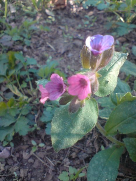  - Primavara in padure si nu numai