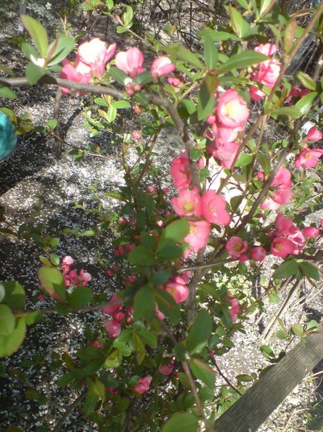  - Primavara in padure si nu numai