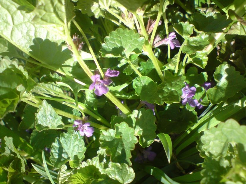  - Primavara in padure si nu numai