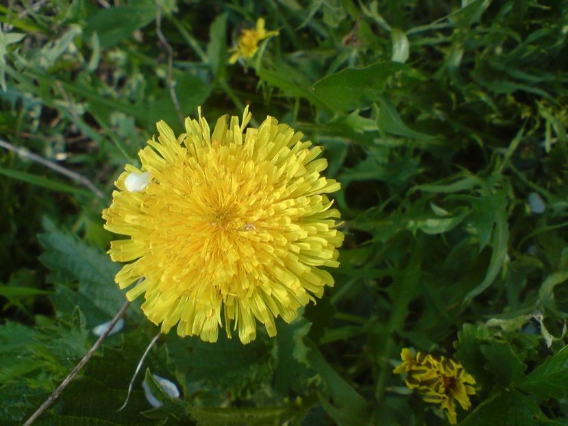  - Primavara in padure si nu numai