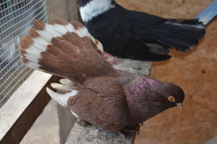 femela 2016 - Castanii de Craiova 2017