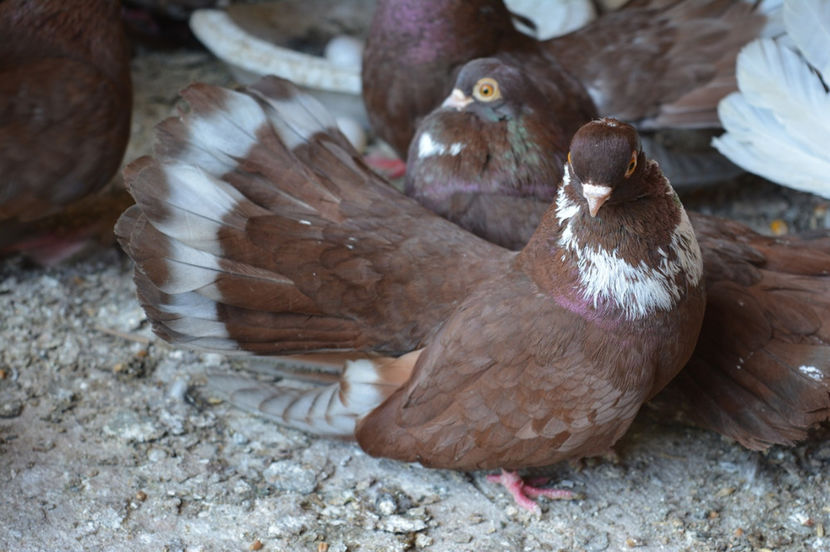 castaniu - Castanii de Craiova 2017