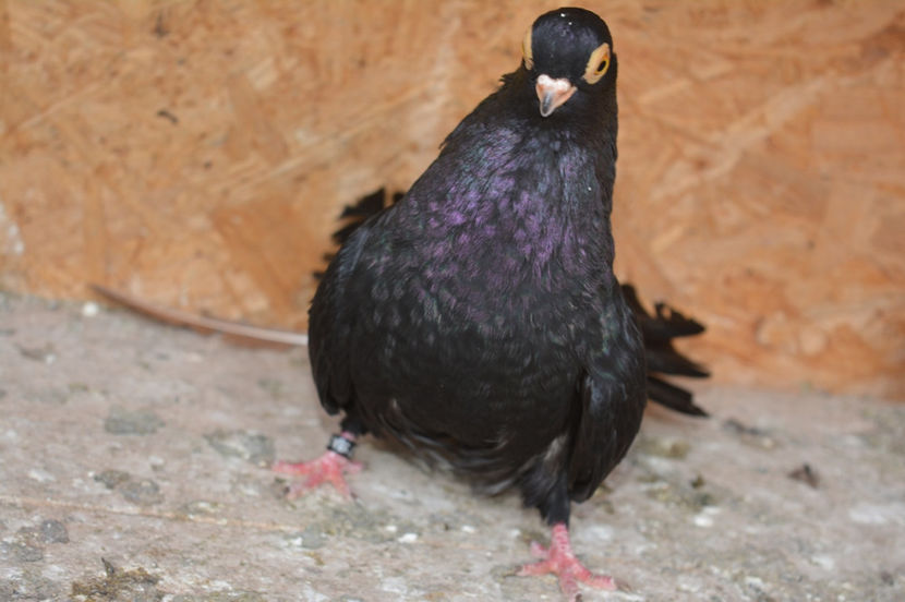 tardiva 2016 - Negri turci 2017