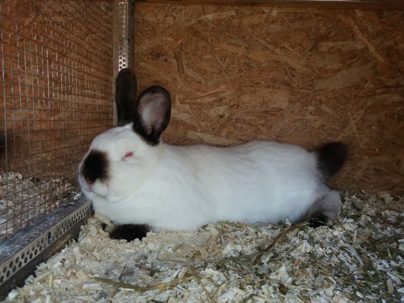  - Arhivă-Californieni