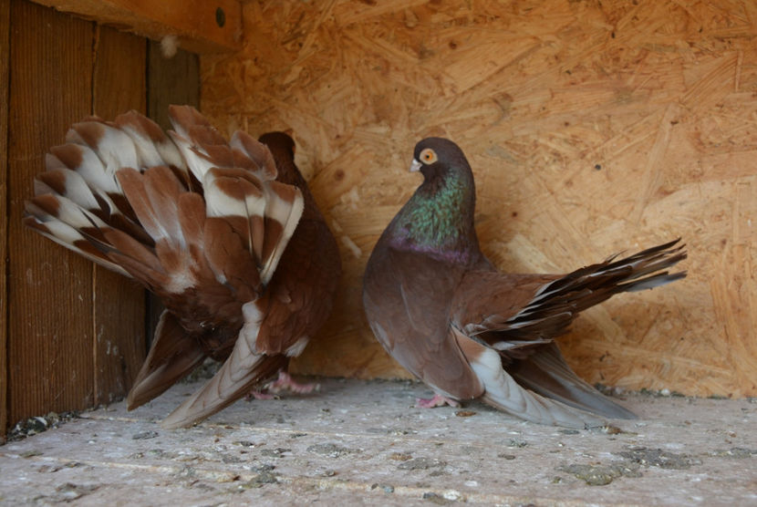 pereche castanii - Castanii de Craiova 2017