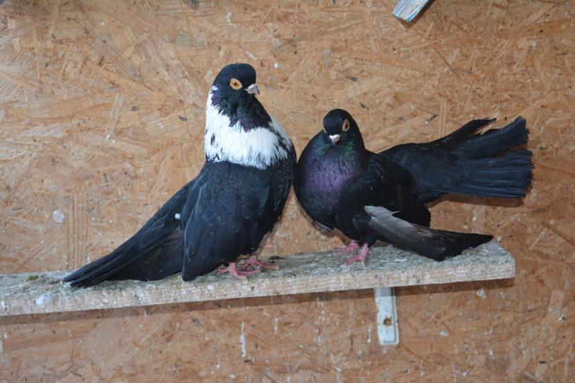 pereche femela cu defect la aripa - Negri turci 2017