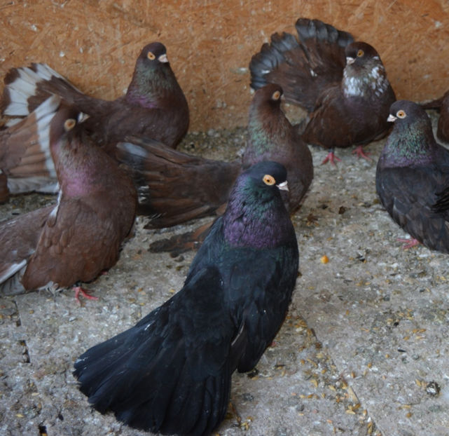 mascul negru - Negri turci 2017