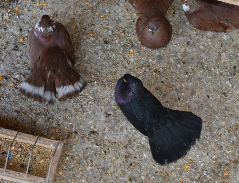 negru - E - PORUMBEI