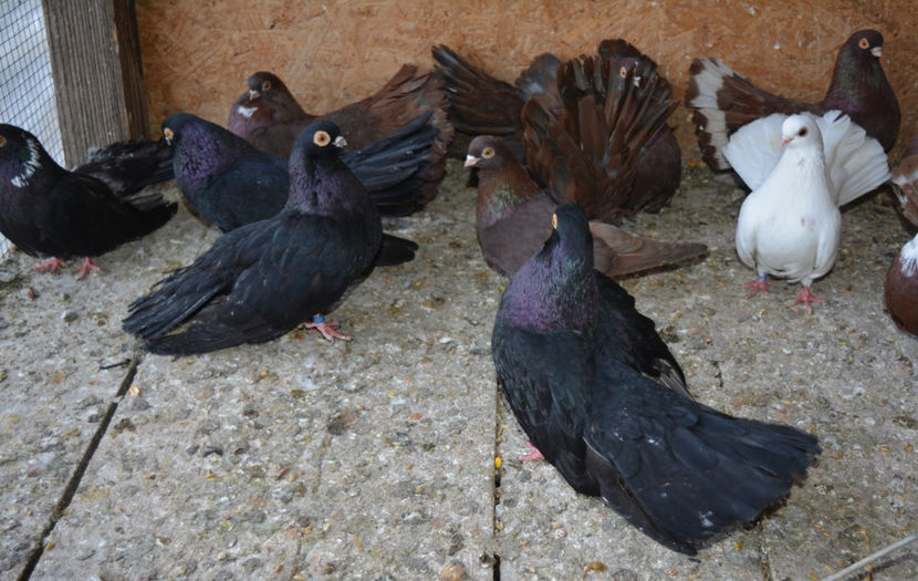 prin voliera - E - PORUMBEI