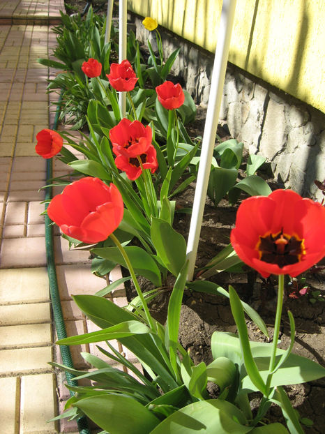 Picture 7778 - Flori de gradina 2015-2018