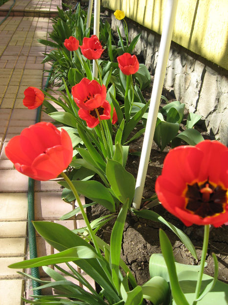 Picture 7779 - Flori de gradina 2015-2018