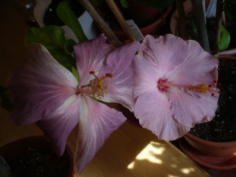 P1310468 - HIBISCUSI 2017-1