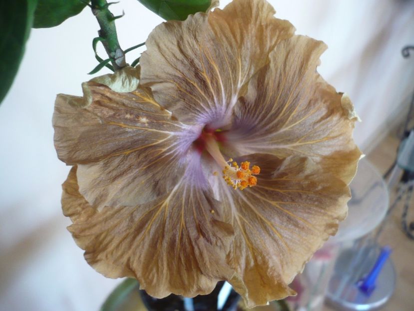 P1310476 - HIBISCUSI 2017-1
