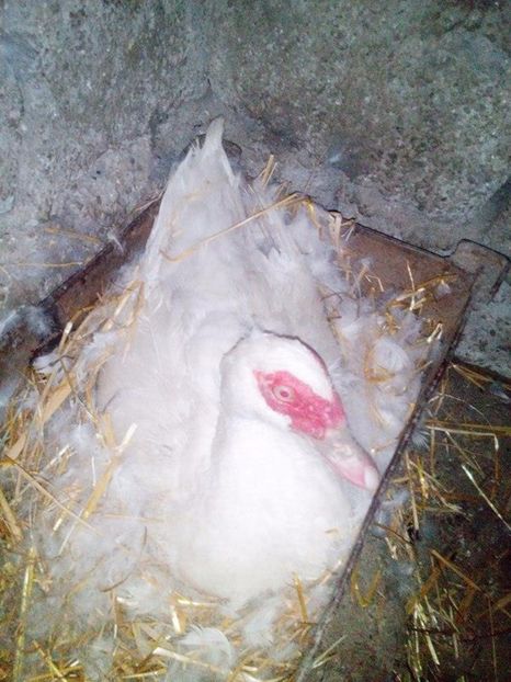 Alta - Rate mute matca 2017