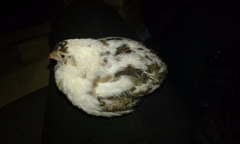 Baltata - A---Achizitii 2017